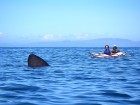 Sea-kayak Arisaig Basking shark approaching